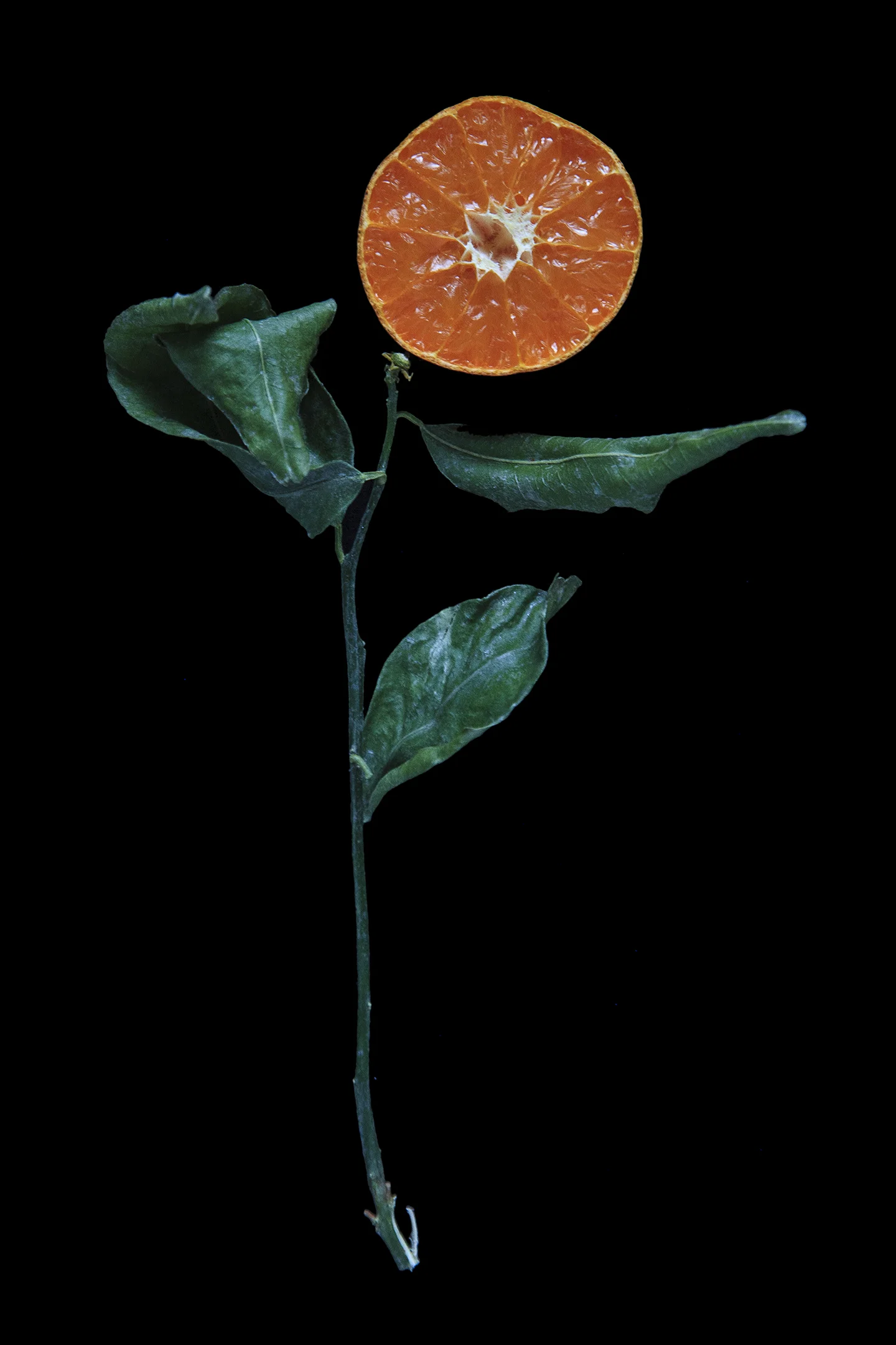 Murcott Mandarin, Day Seven