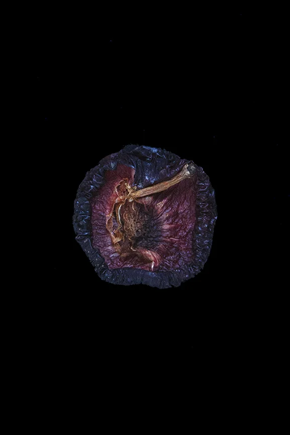 Plum, Day Eight