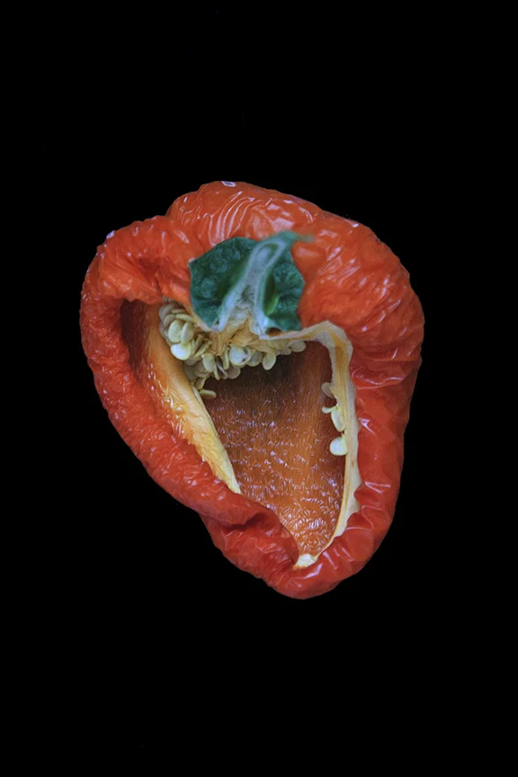 Orange Pepper, Day Eight