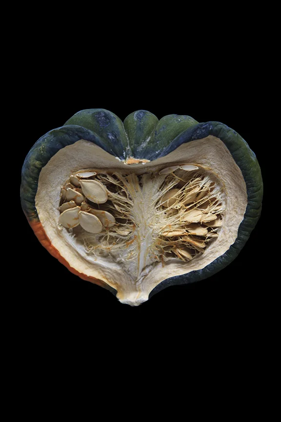 Acorn Squash, Day Nine