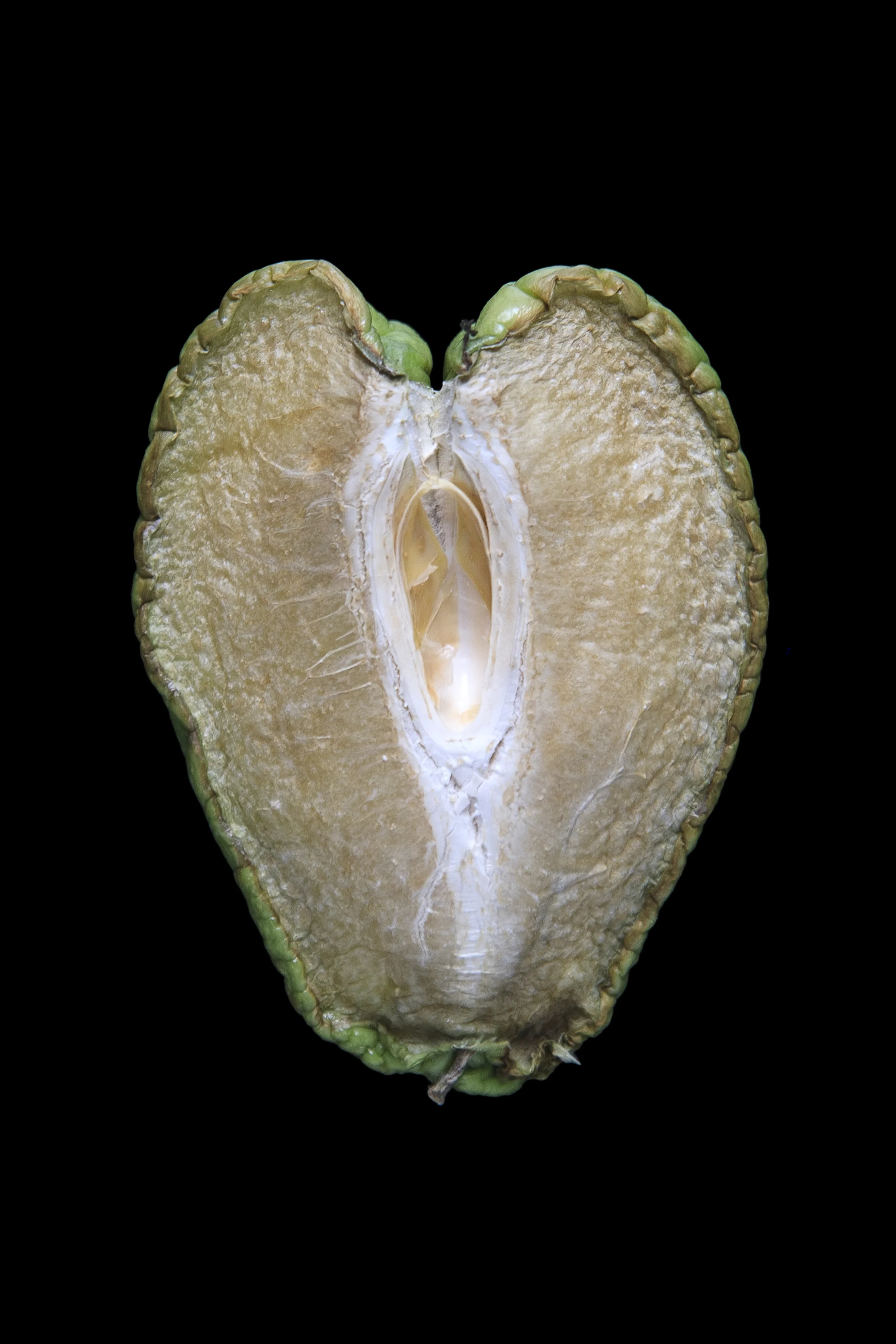Chayote, Day Nine