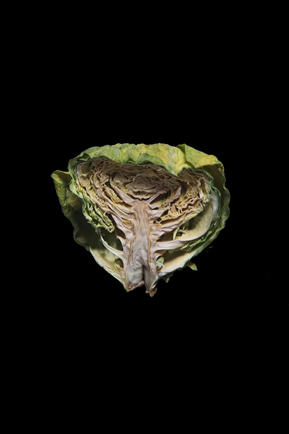Brussels Sprout, Day Nine