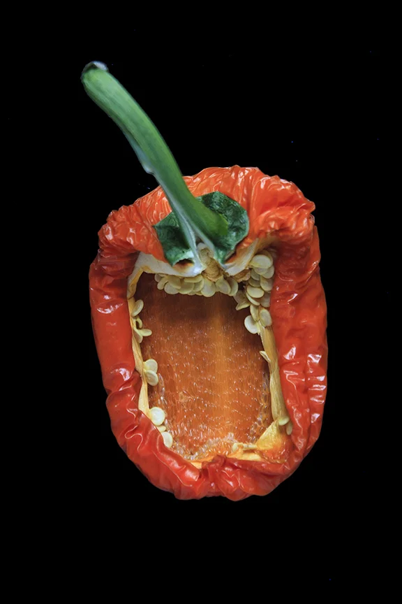 Orange Pepper, Day Nine