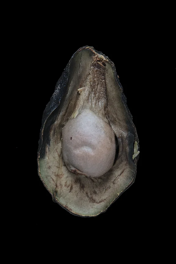 Avocado, Day Ten