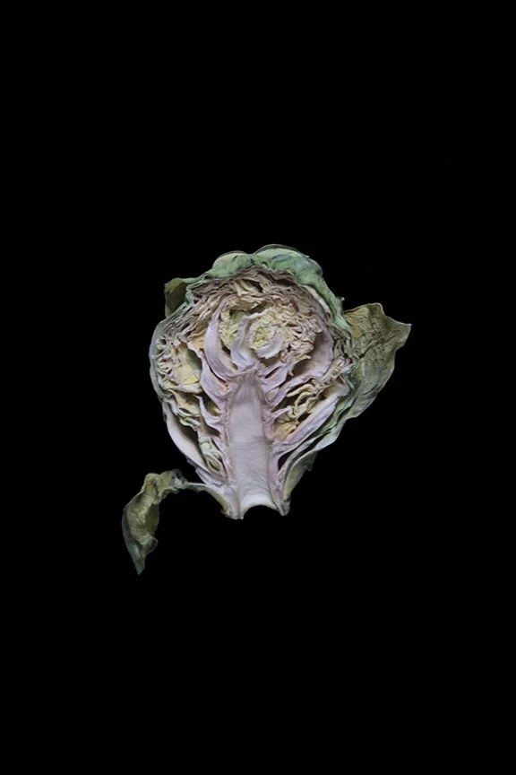 Brussels Sprout, Day Ten