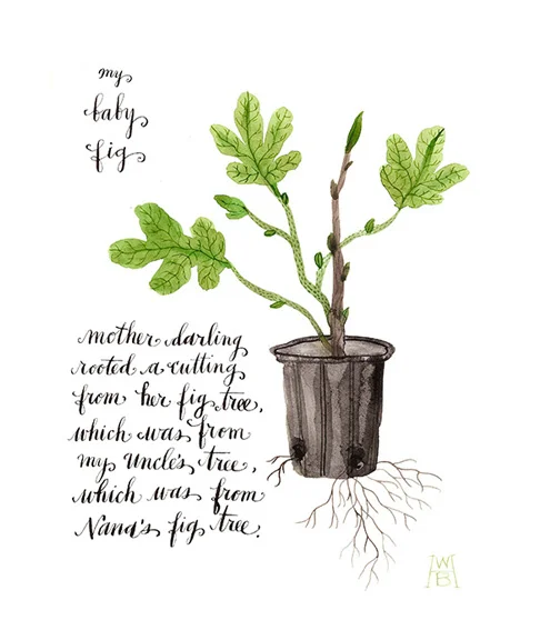 My Baby Fig, watercolor and ink on paper, Golly Bard | Holly Ward Bimba © all rights reserved