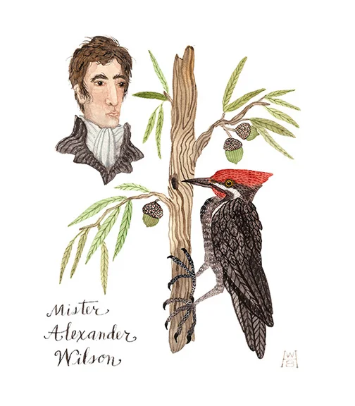 Mister Alexander Wilson, watercolor and ink on paper, Golly Bard | Holly Ward Bimba © all rights reserved