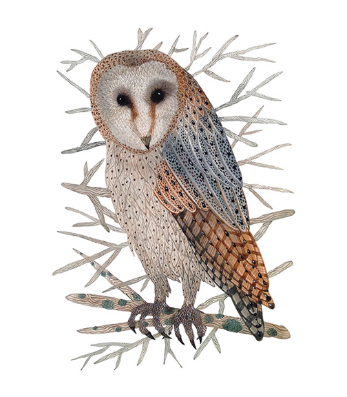  Barn Owl,&nbsp; watercolor on paper,&nbsp;Golly Bard | Holly Ward Bimba&nbsp;  © all rights reserved  