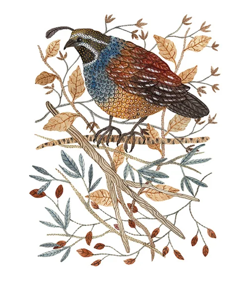 Quail, watercolor on paper, Golly Bard | Holly Ward Bimba © all rights reserved