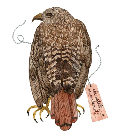 Red Tail Hawk, watercolor on paper, Golly Bard | Holly Ward Bimba © all rights reserved