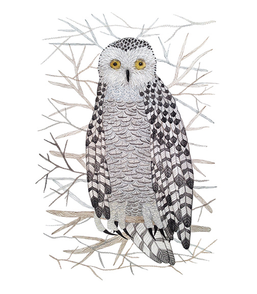  Snowy Owl,&nbsp; watercolor on paper,&nbsp;Golly Bard | Holly Ward Bimba&nbsp;  © all rights reserved  