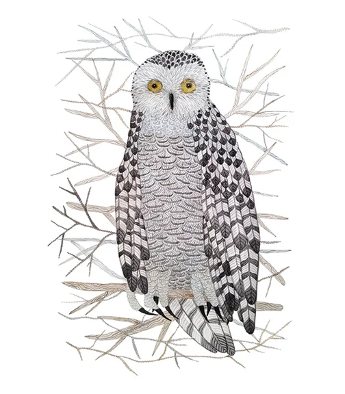Snowy Owl, watercolor on paper, Golly Bard | Holly Ward Bimba © all rights reserved