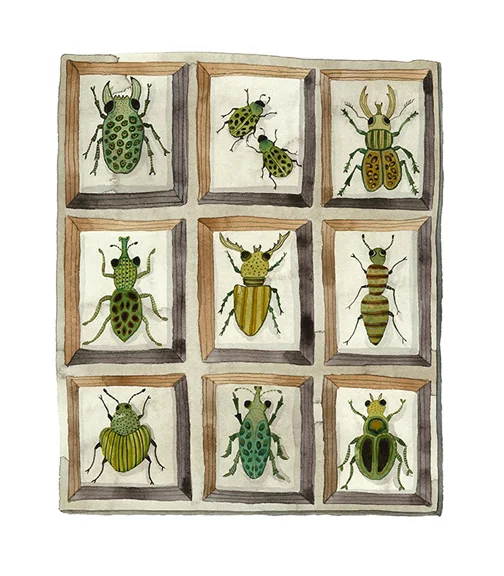 Beetles and Weevils Collection, watercolor on paper, Golly Bard | Holly Ward Bimba © all rights reserved