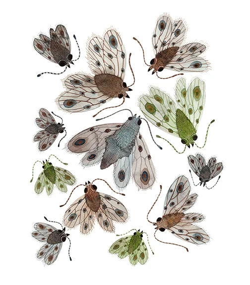 Swarm of Empresses, watercolor on paper, Golly Bard | Holly Ward Bimba © all rights reserved