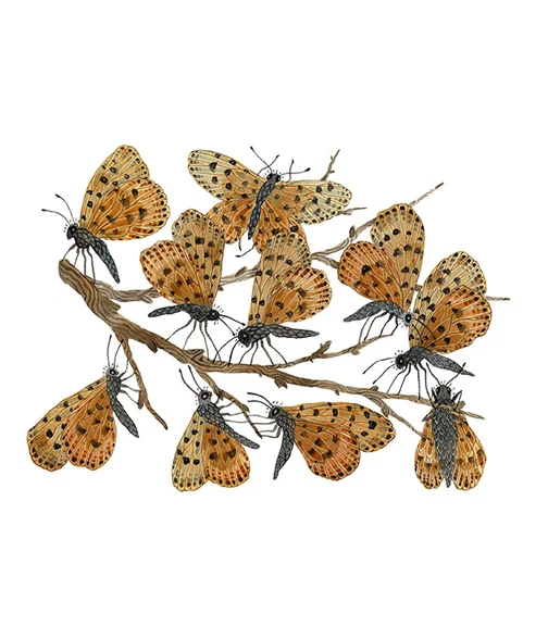 ENTbutterflyroost.jpg