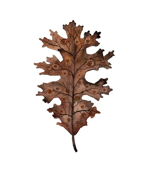 Black Oak Leaf, watercolor on paper, Golly Bard | Holly Ward Bimba © all rights reserved
