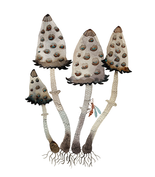  Shaggy Ink Caps,&nbsp; watercolor on paper,&nbsp;Golly Bard | Holly Ward Bimba&nbsp;  © all rights reserved  