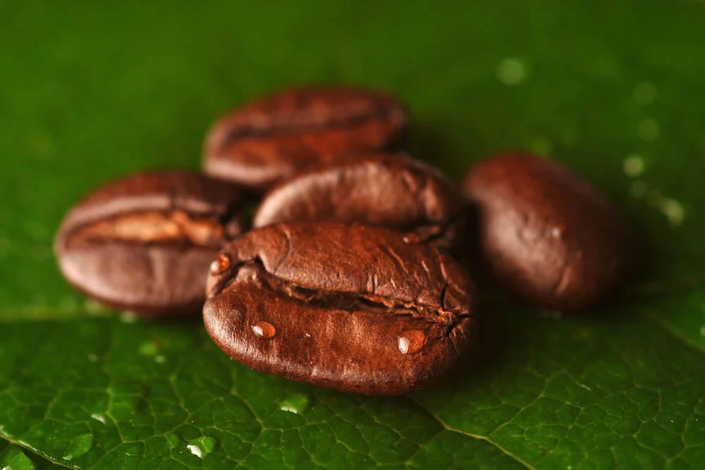 Changing the world by changing your coffee — Connect Global