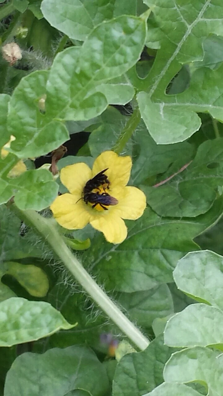 Watermelon Flower on the vine of an Aquaponic Watermelon plant. 