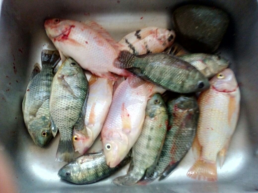Fish in a Bucket.jpg