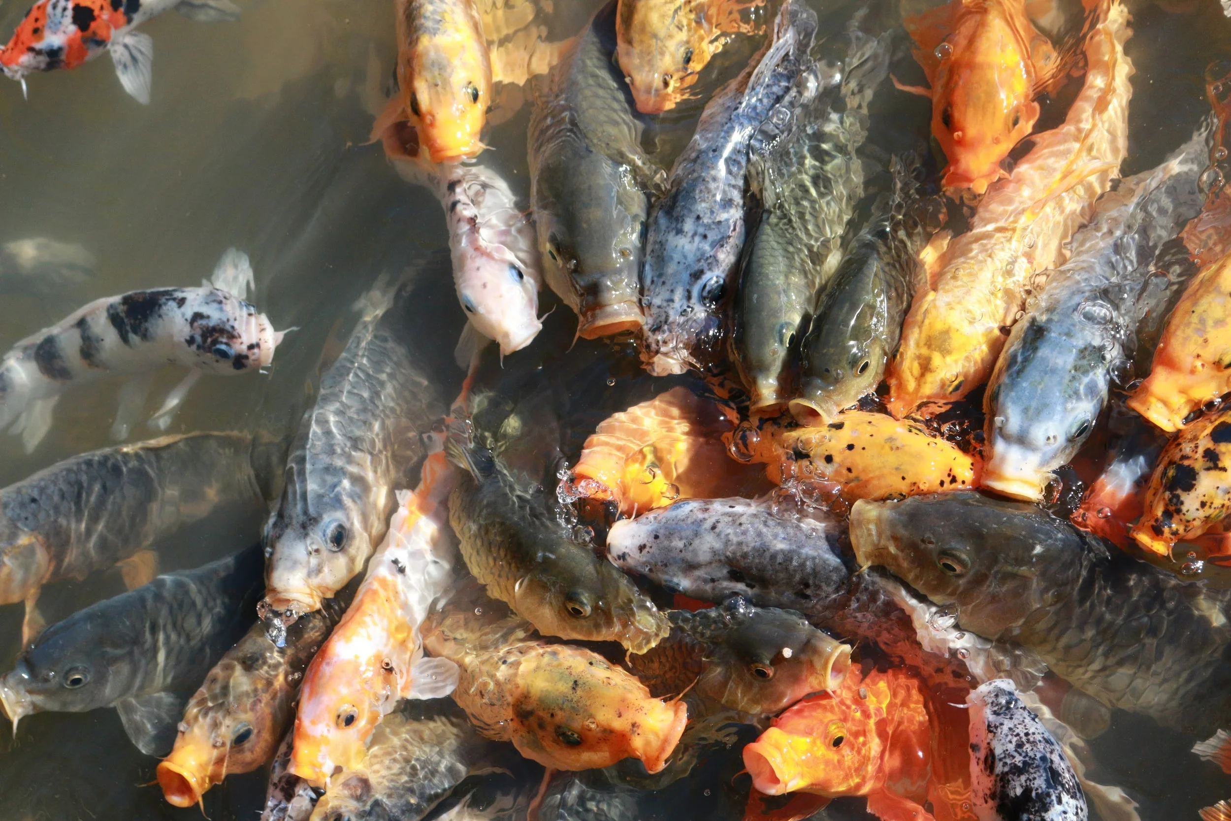 What is Aquaponics.jpg