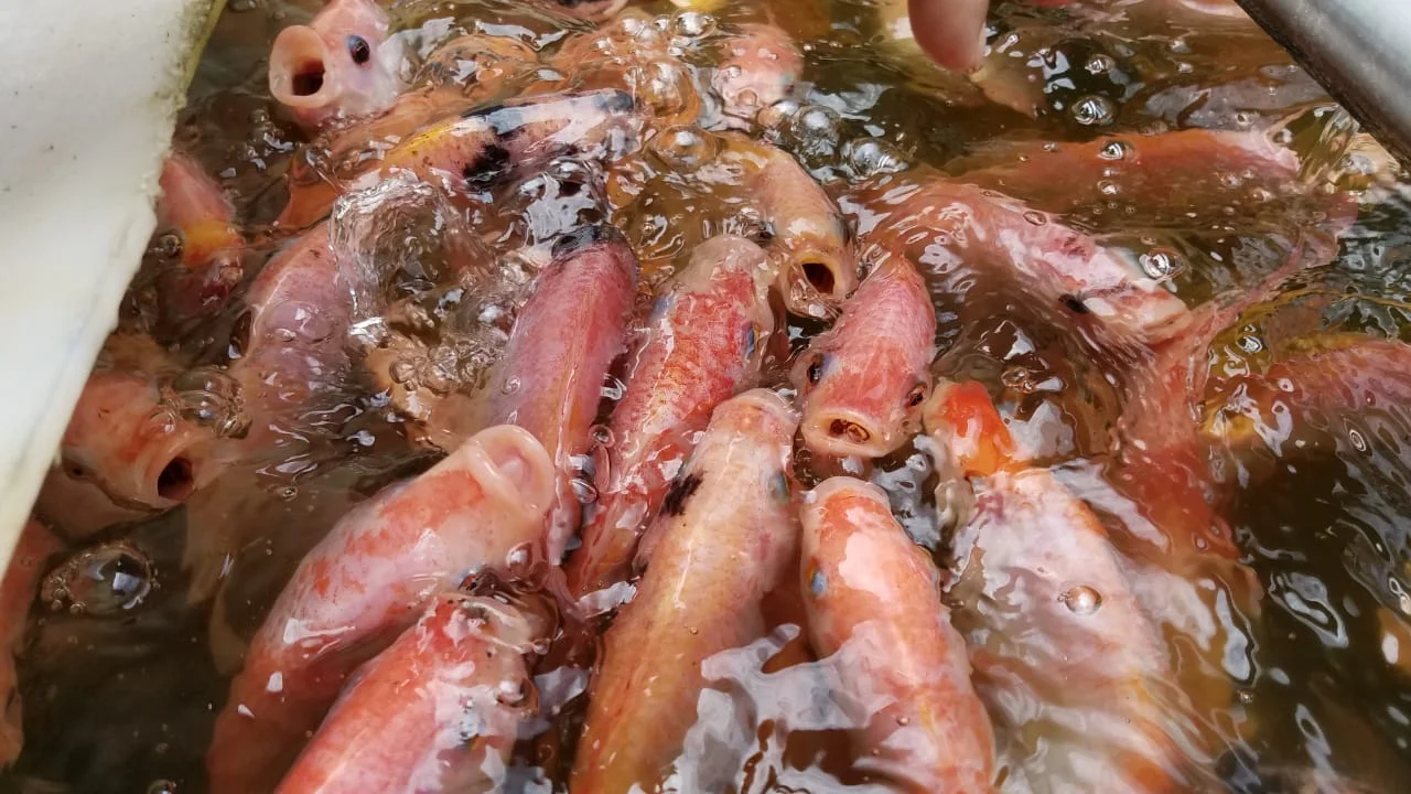 Here is a picture of a crop of strong, healthy fish grown in an aquaponic system that Jorge Amador built for a Doctor in La Ceiba Honduras.
