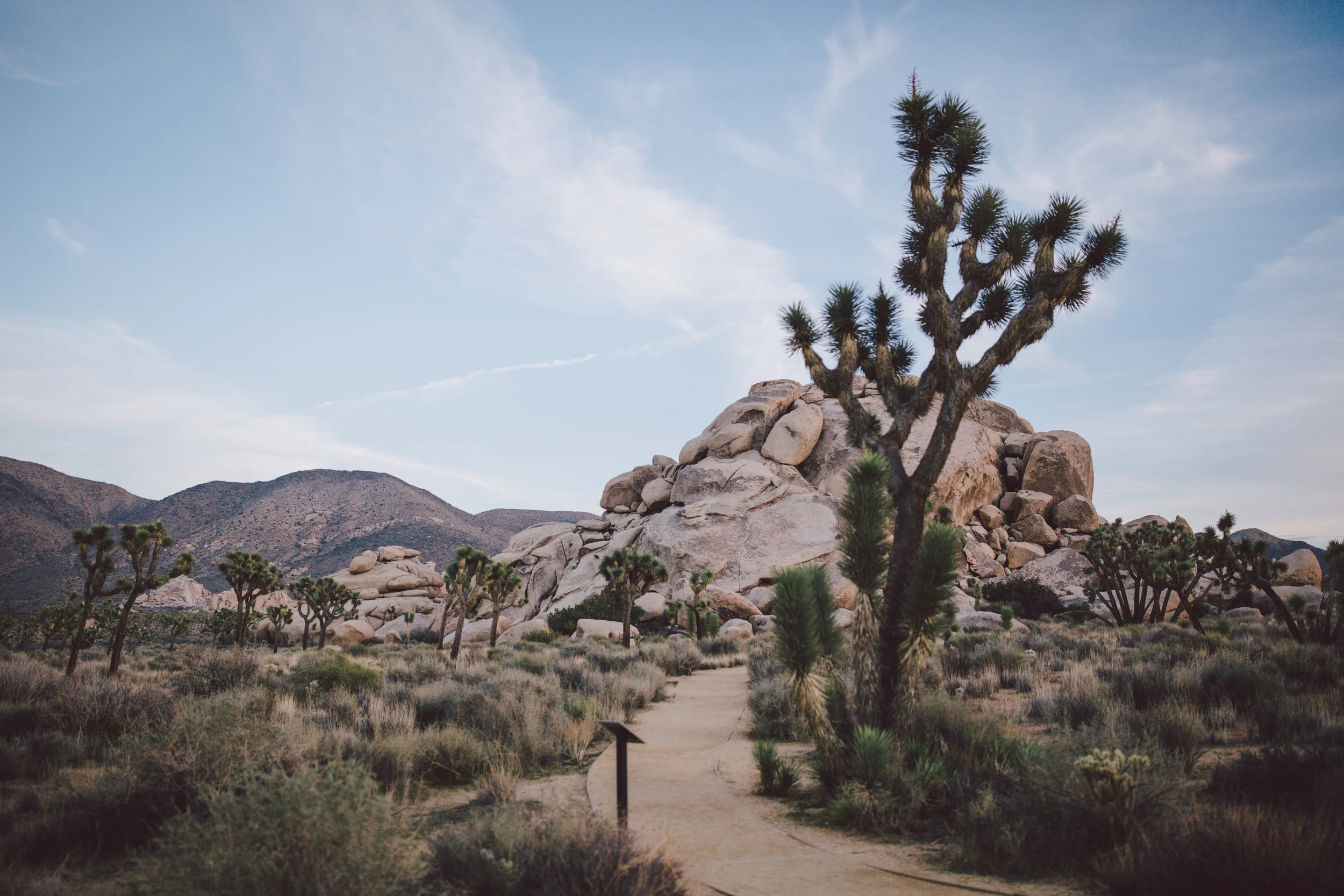 joshua tree national park wedding wedding dusk