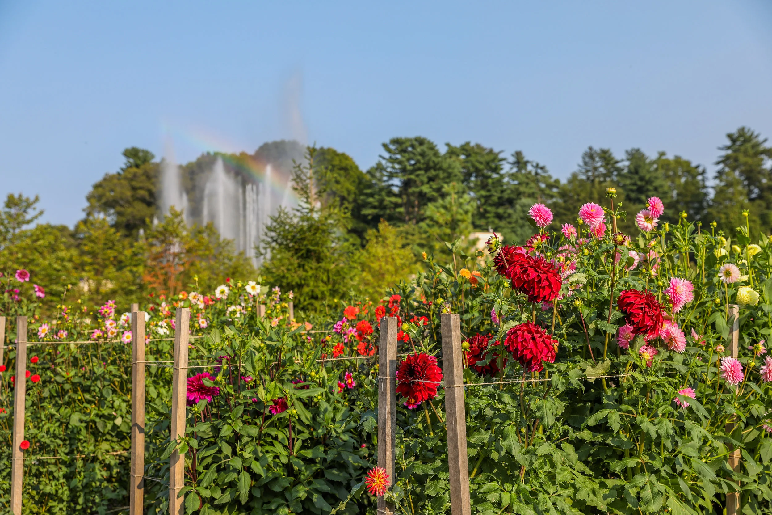 longwoodgardens-1555.jpg