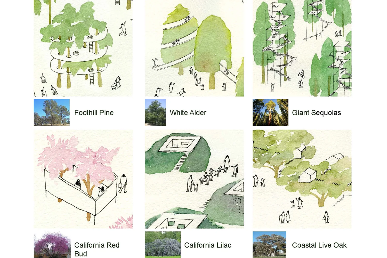 3-bunch-design-tree-people-native-tree.jpg