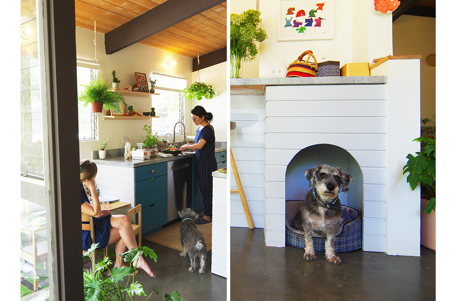 0-bunch-design-itabashi-residence-dog.jpg