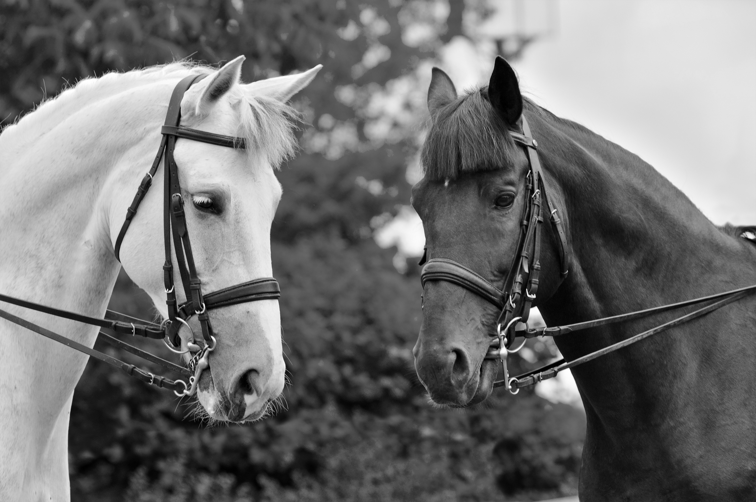 shutterstock_62026489_BW.jpg