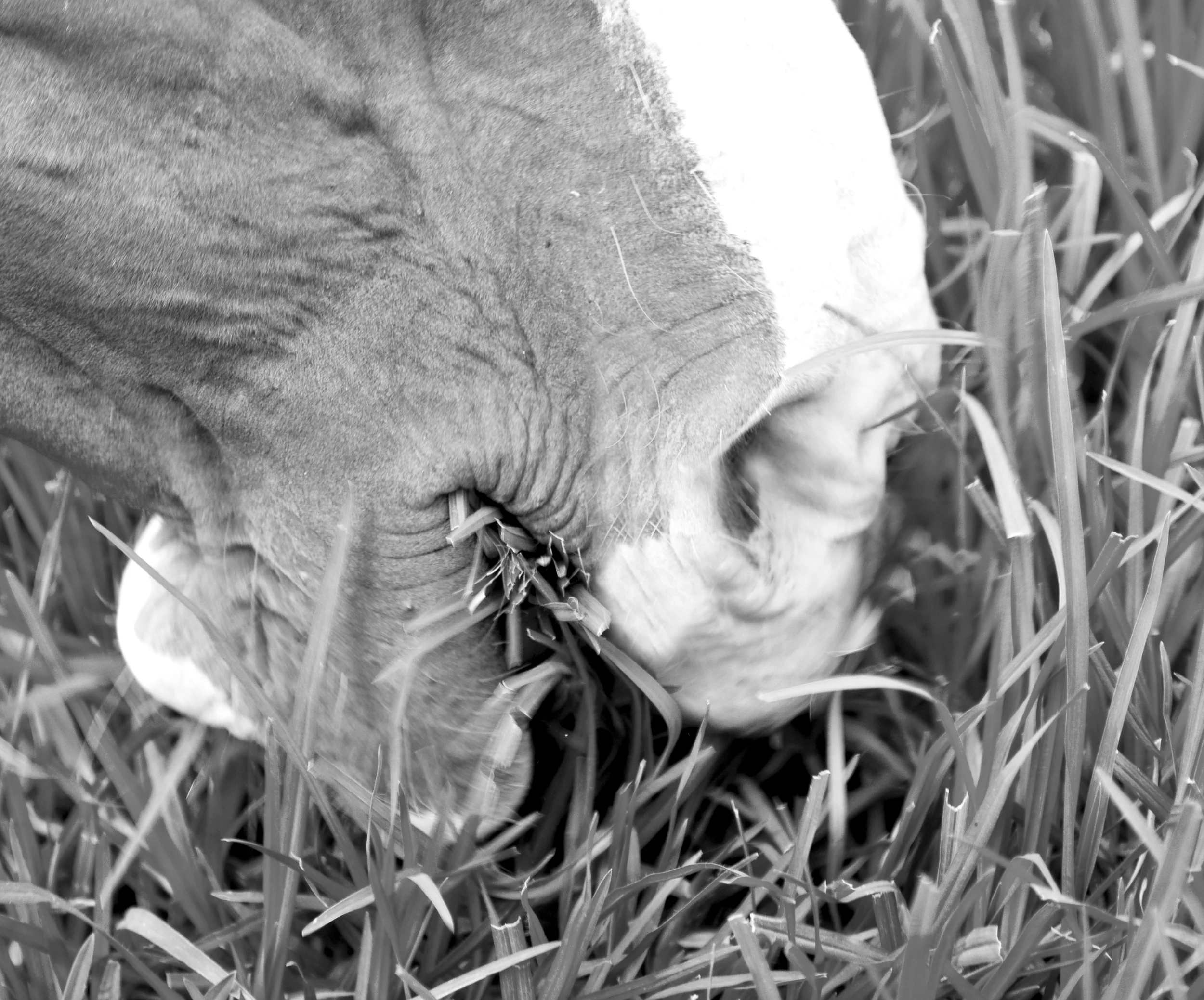 shutterstock_48556552_BW.jpg