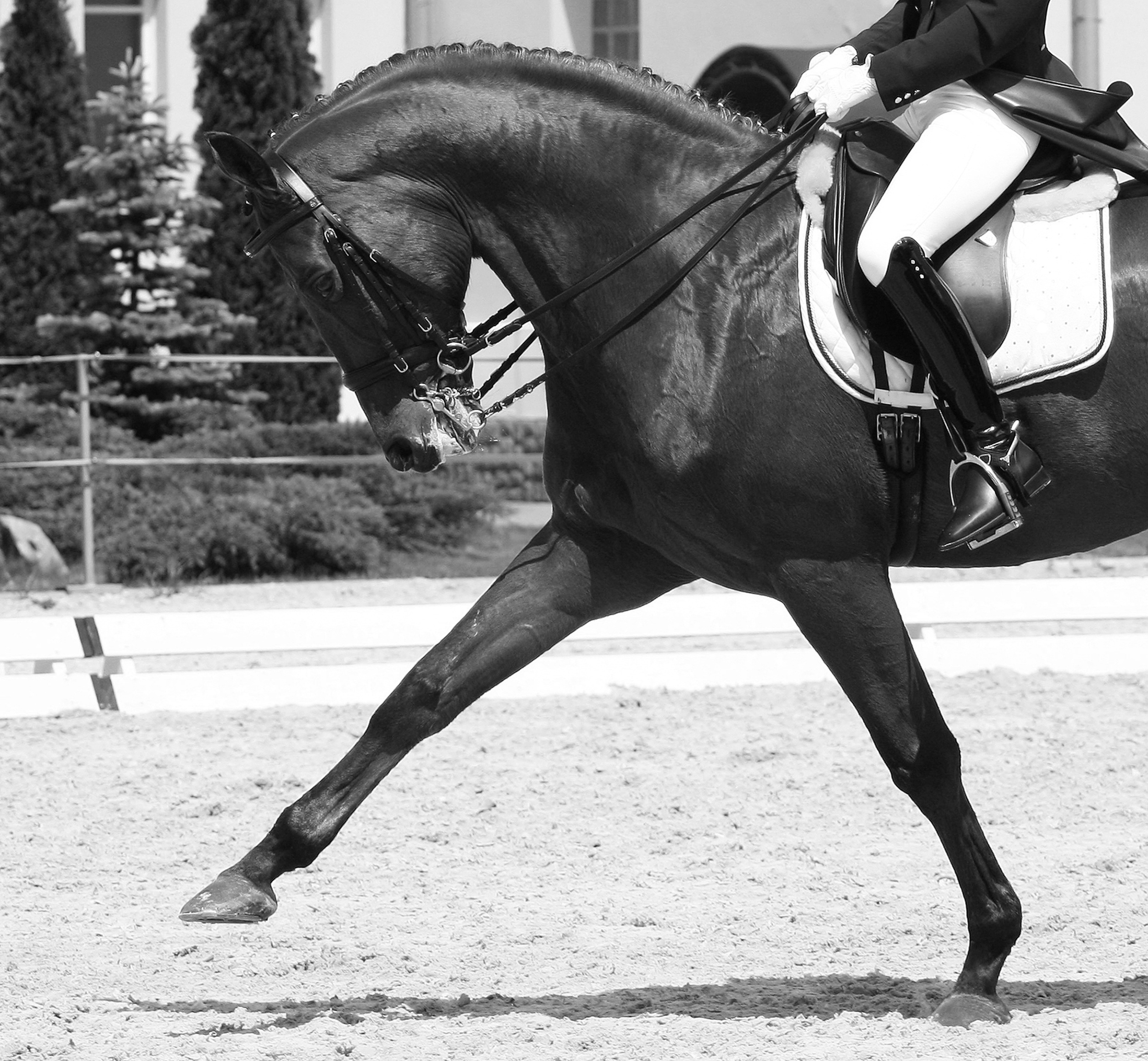 shutterstock_111812843_BW.jpg