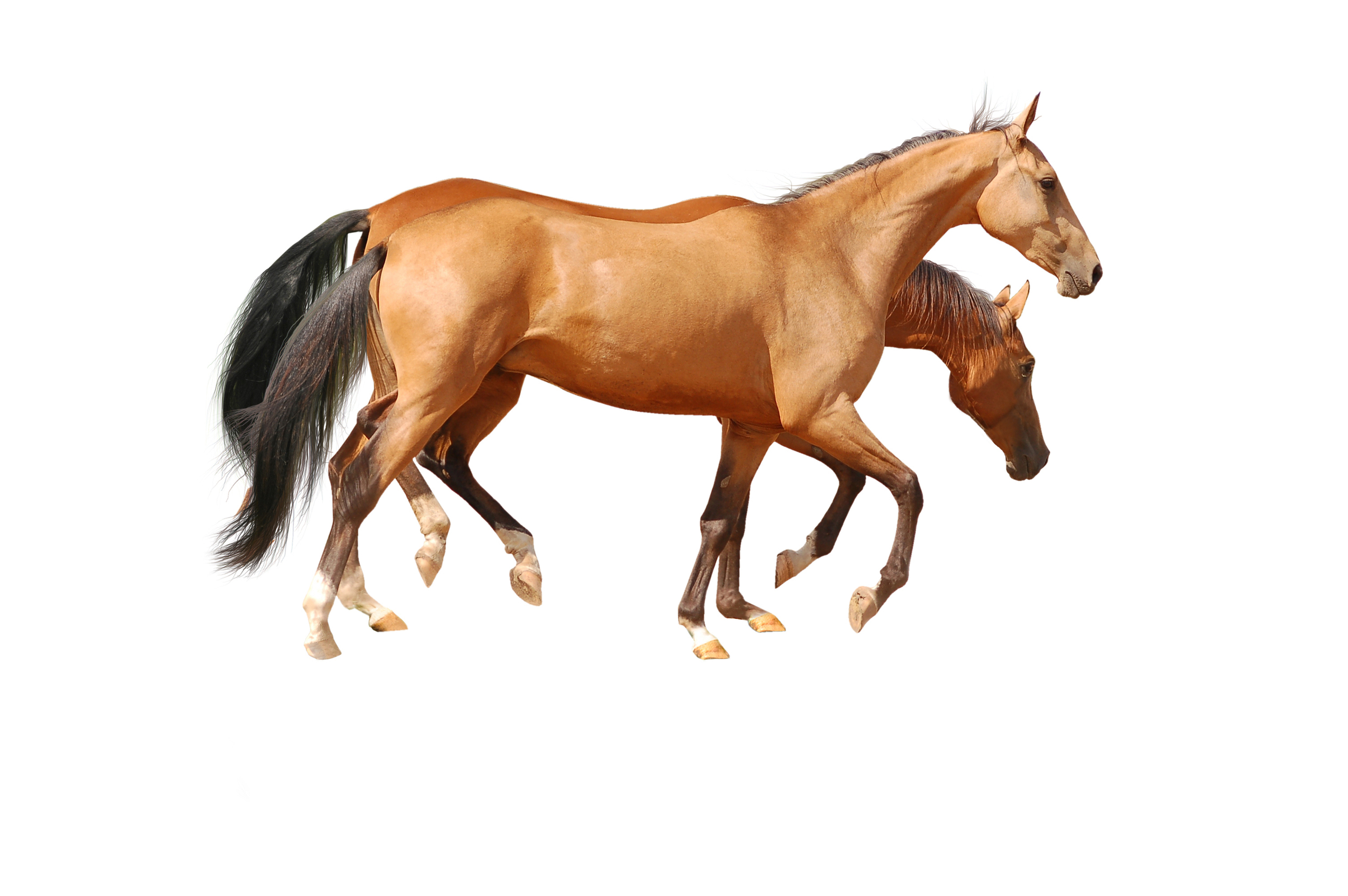 shutterstock_84718780.jpg
