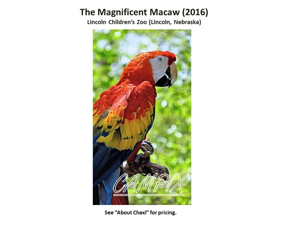 squaresspace photos to sell magnificcent macaw WM.jpg