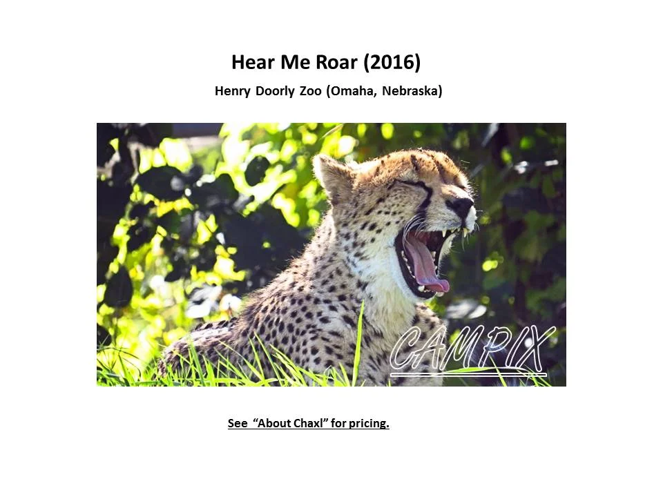 Hear Me Roar WM.jpg