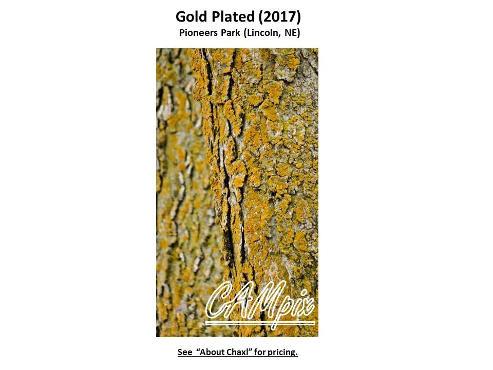 gold plated wm.jpg