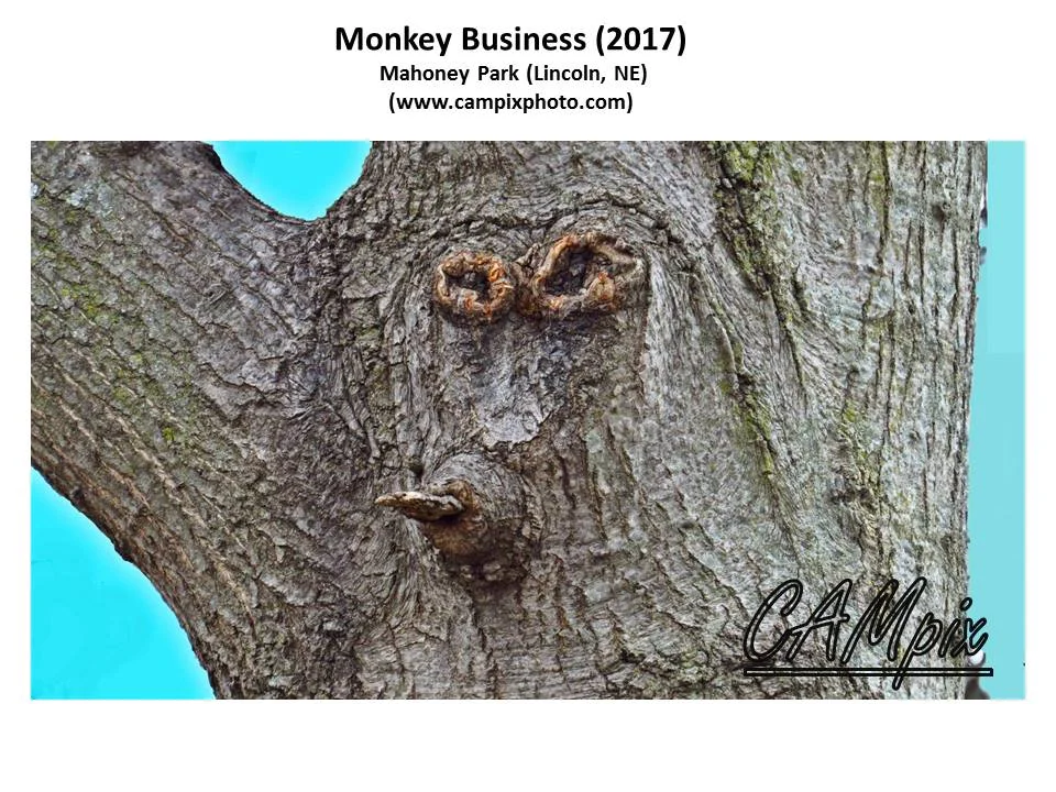 monkey bussiness WM.jpg