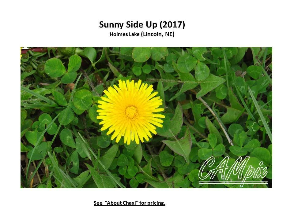 sunny side up WM.jpg
