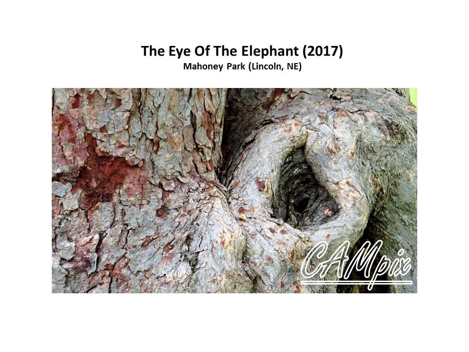 eye of the elephant.jpg