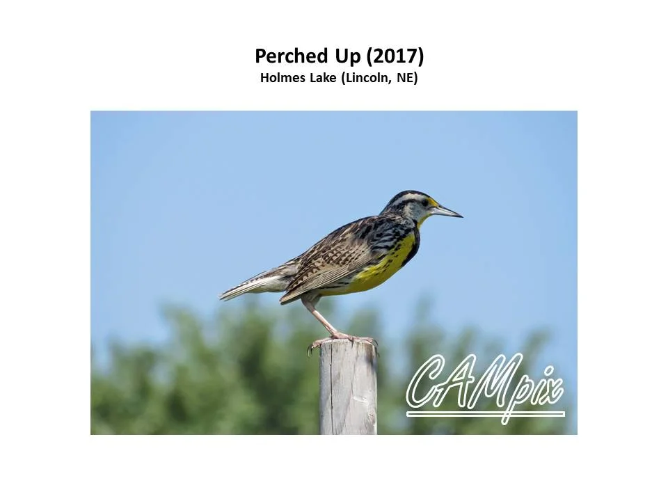 Perched Up WM.jpg
