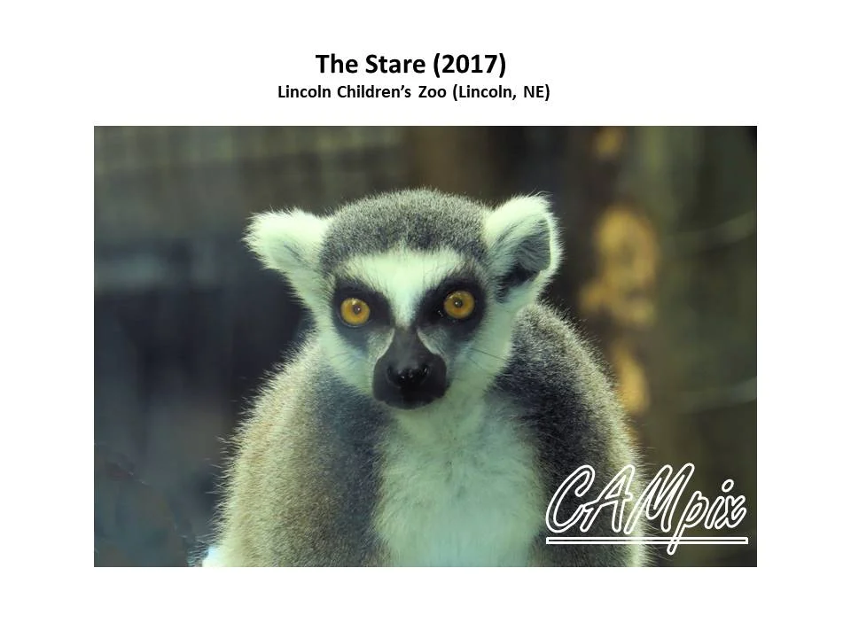 The Stare WM.jpg
