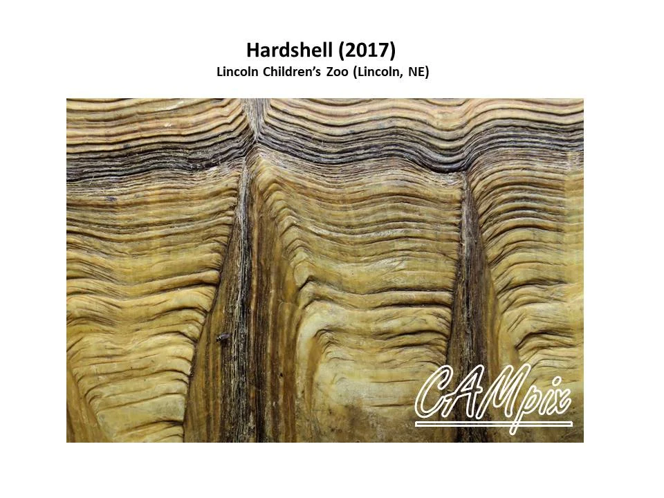 hardshell WM.jpg