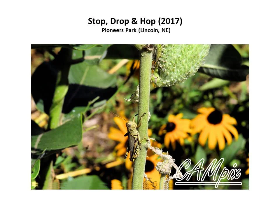 Stop drop hop WM.jpg