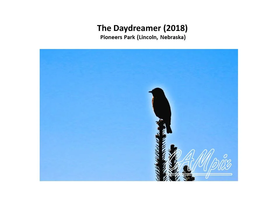 the daydreamer wm.jpg