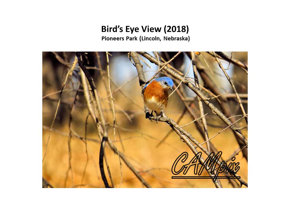 birds eye view wm.jpg