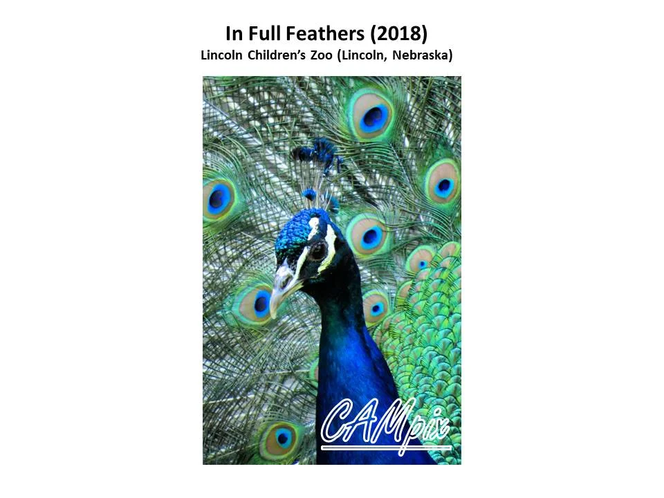 in full feathers wm.jpg
