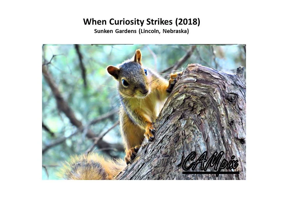 wheen curiosity strike wm.jpg
