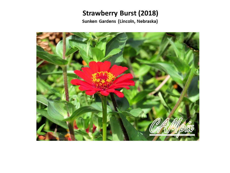 strawberry burst wm.jpg