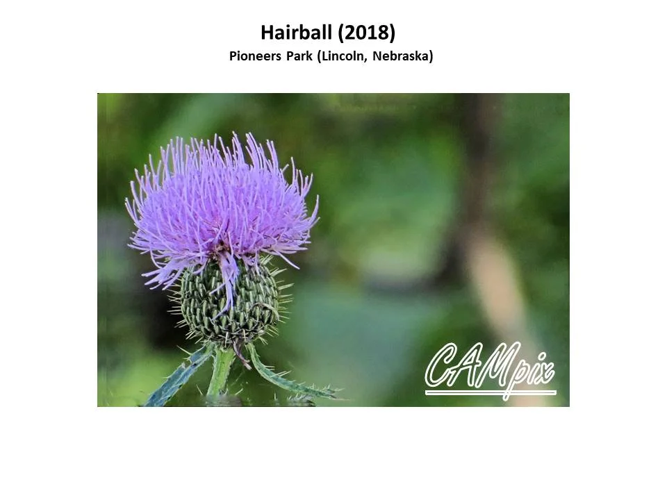 hairbasll wm.jpg